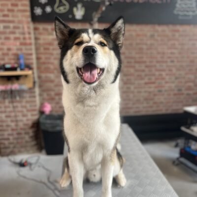 Kruising van een akita en een husky met een schoon uitgeblazen dubbele vacht