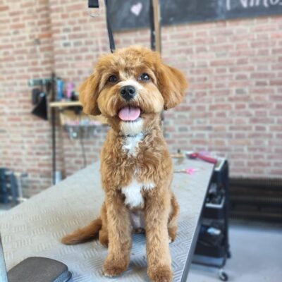 Cavapoo met zacht op model geknipte krullen