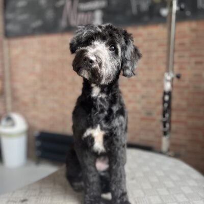 Labradoodle na de trimbeurt, vacht egaal op model geknipt