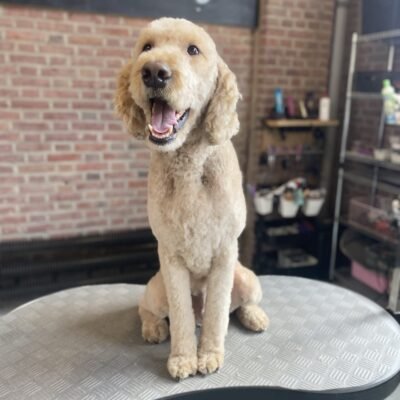 Labradoodle met een rond geknipte kop na de trimbeurt