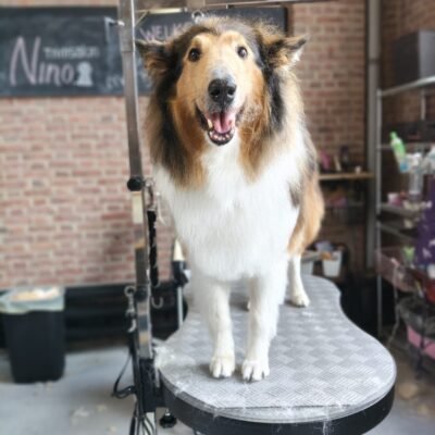 Schotse collie met een volle, uitgeborstelde vacht