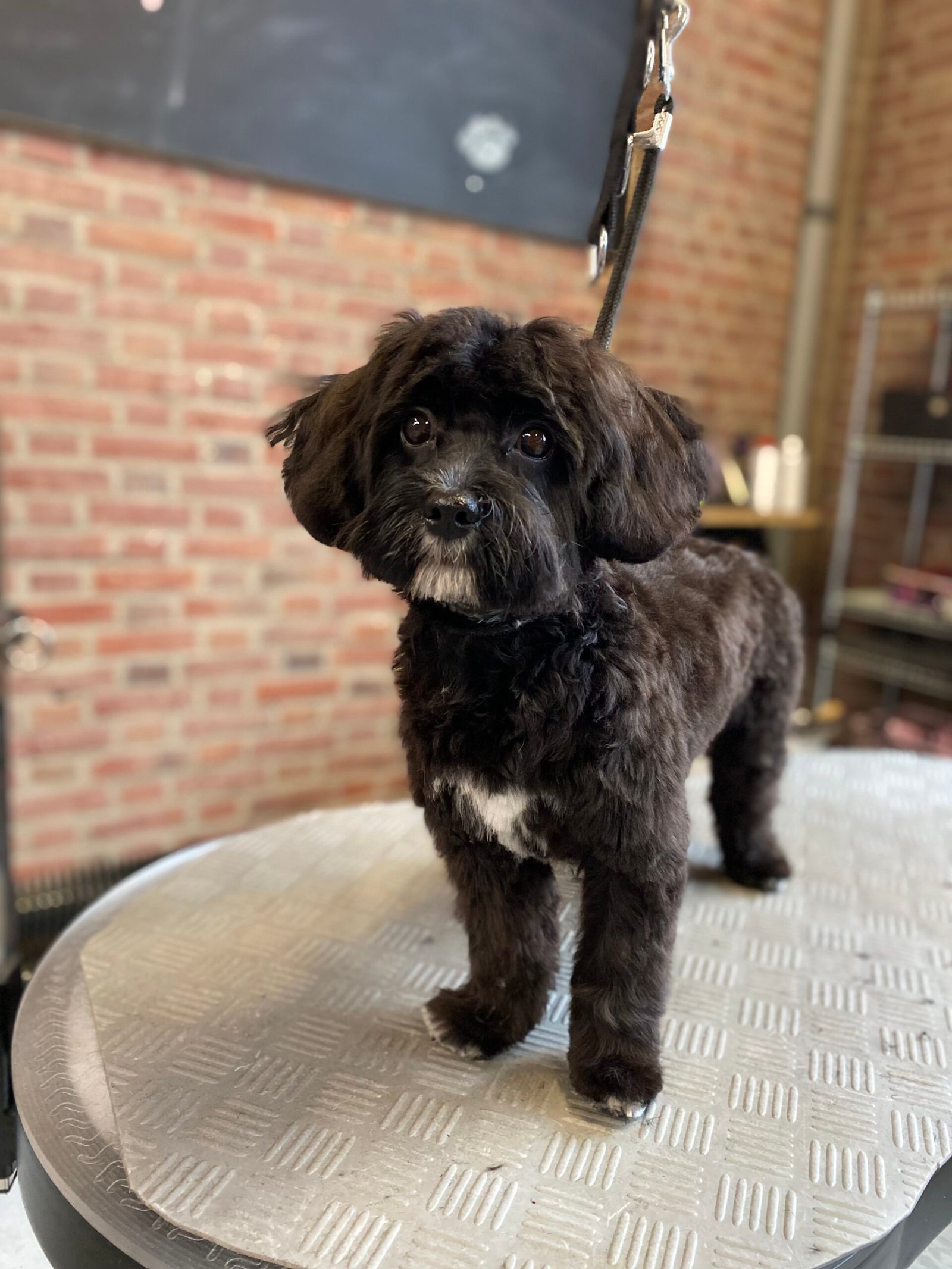 Zwarte cockapoo na de trimbeurt