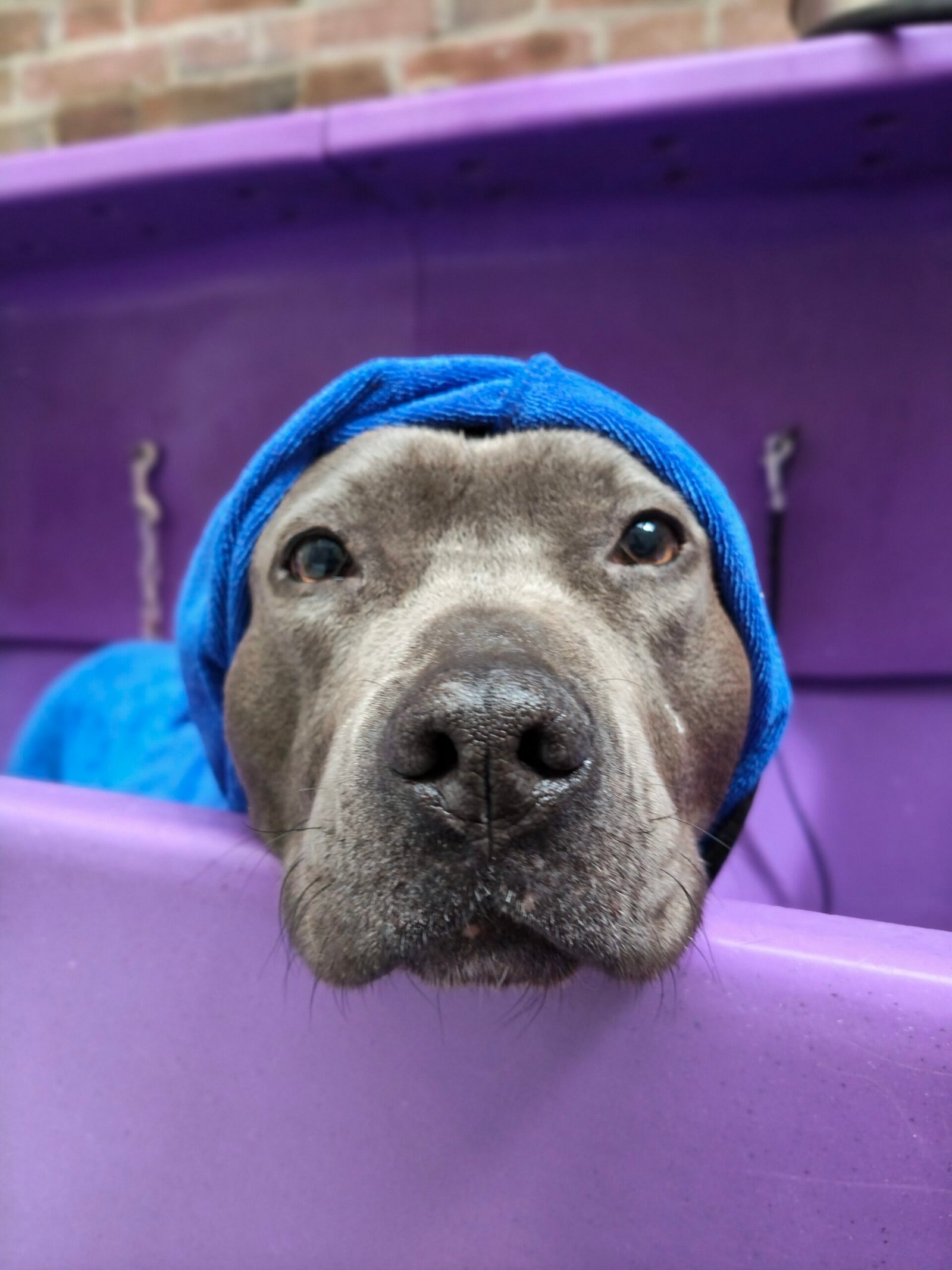 Hond met handdoek om de kop na het wassen bij Trimsalon Brabant