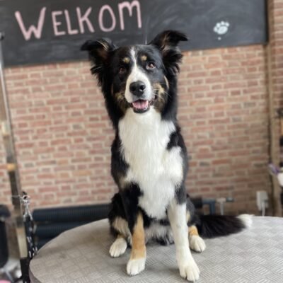 Bordercollie-kruising met een glanzende, ontklitte vacht